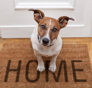 Pet dog home doormat